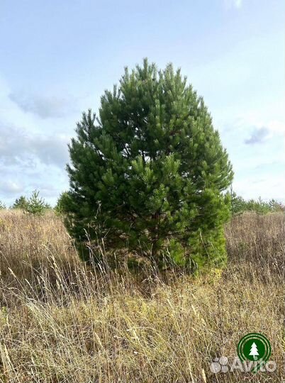 Сосна крупномер из питомника
