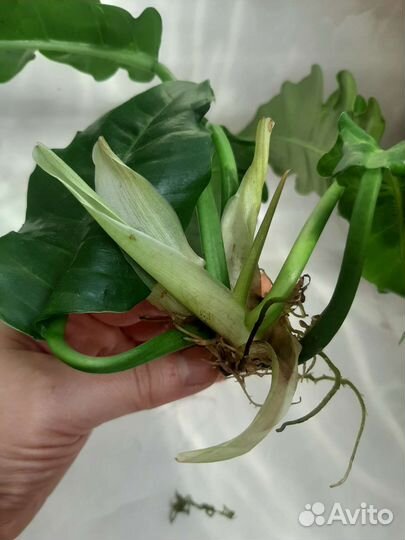 Филодендрон нарроу эскейп и голден крокодил