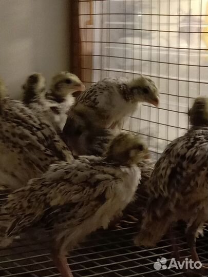 Виргинский перепел