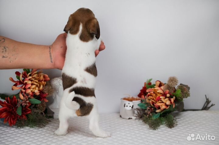 Щенки джек рассел терьер брокен