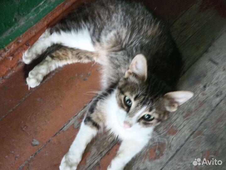 Котята в добрые руки бесплатно