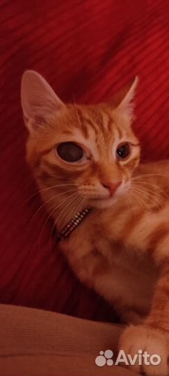 Рыжий кот