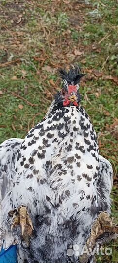 Павловское серебро петух