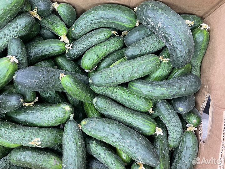 Огурцы маша