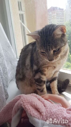 Кошка бенгальская мраморная
