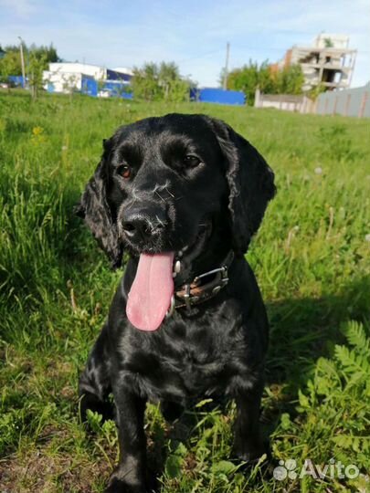 Мальчик для вязки русский охотничий спаниель