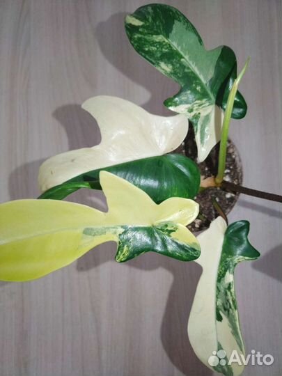 Филодендрон