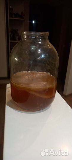 Чайный гриб