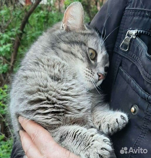 Кошка ласковая в дар