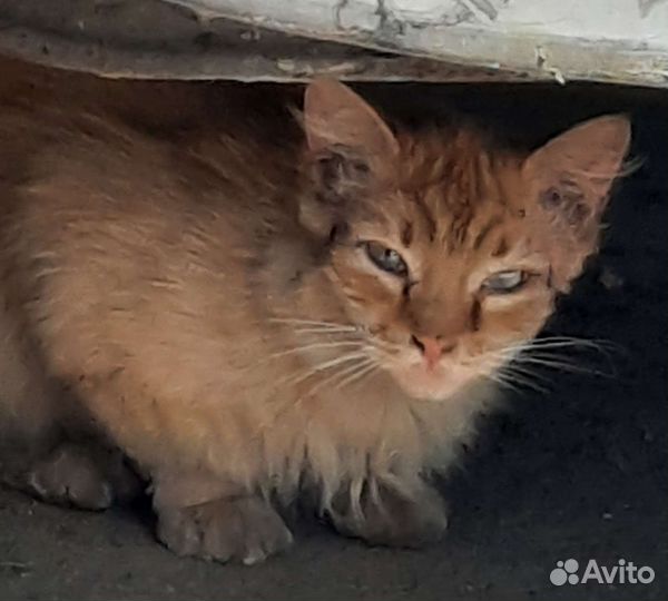 Рыжий кот в добрые руки