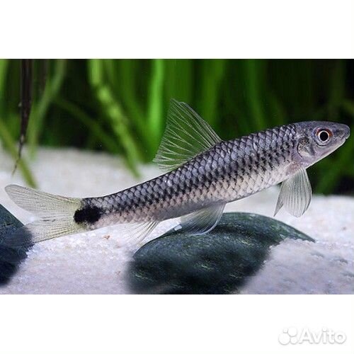 Бородоед сетчатый