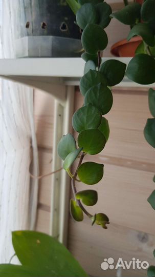 Эсхинантус