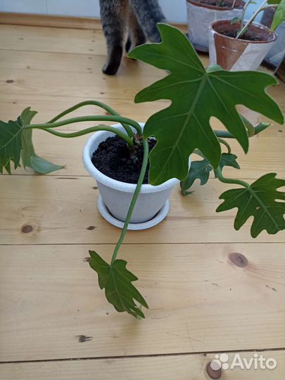 Maракуйя (пассифлора), филодендрон гитаровид