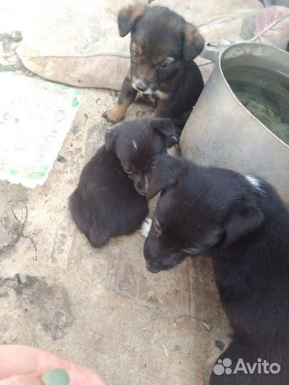 Щенки в добрые руки