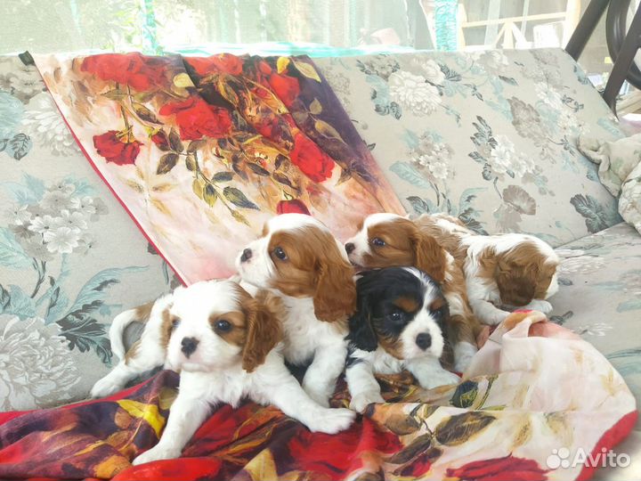 Кавалер кинг чарльз спаниель