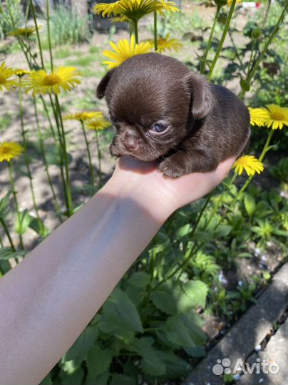 Шоколадочка