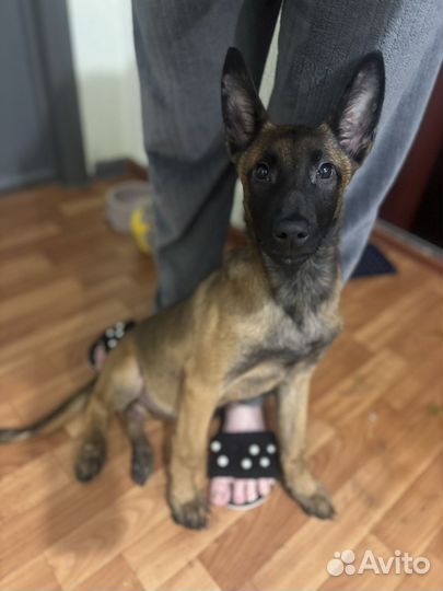 Щенок овчарка Малинуа