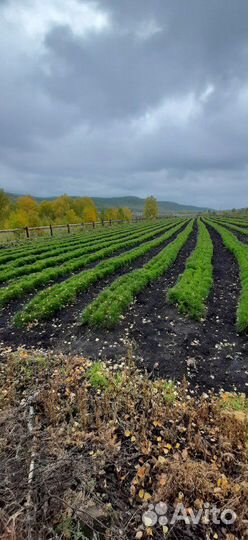 Сеянцы сосны обыкновенной