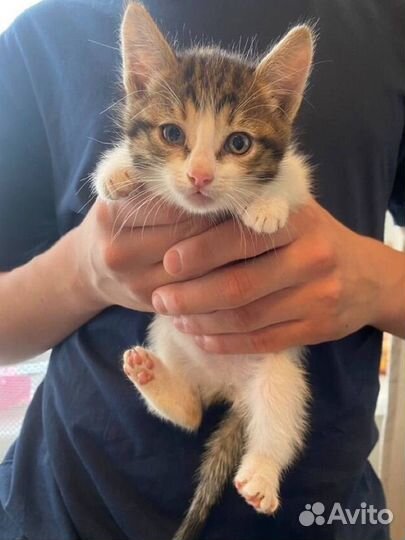 Кошка в добрые руки