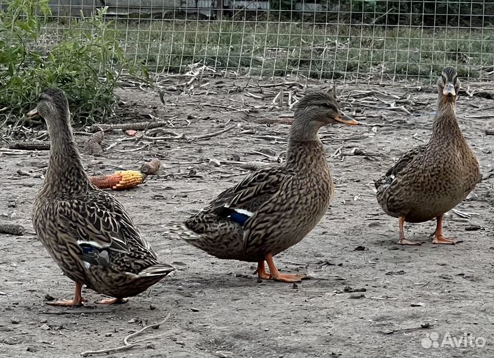 Утки дикие