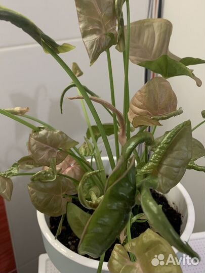 Сингониум Неон Пинк