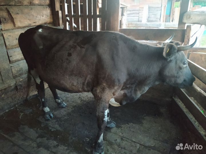 Корова стельная дойная