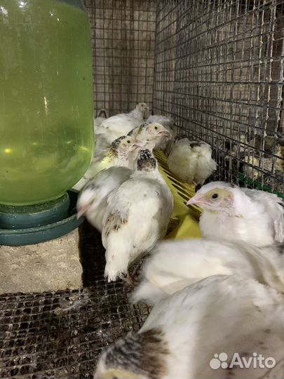 Перепела несушки доставка