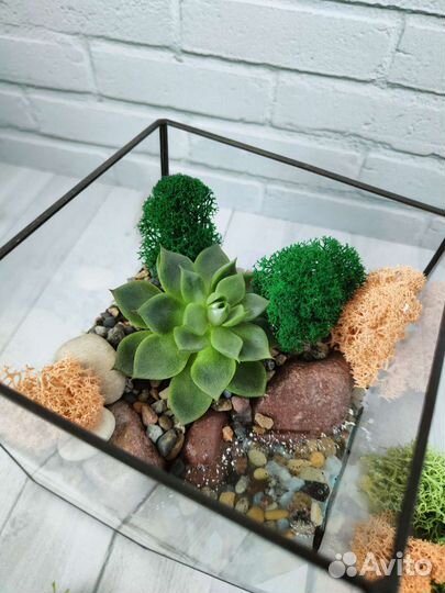 Флорариум, подарок, цветы, суккуленты