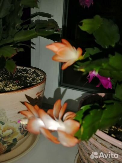 Декабрист шлюмбергера сортовые