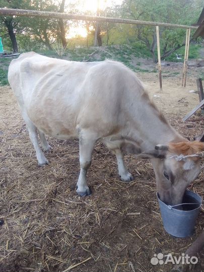 Корова дойная с теленком