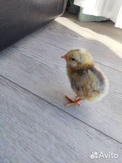 Инкубационное яйцо, цыплята, молодые курочки