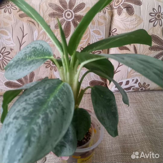 Аглаонема Милки Вей
