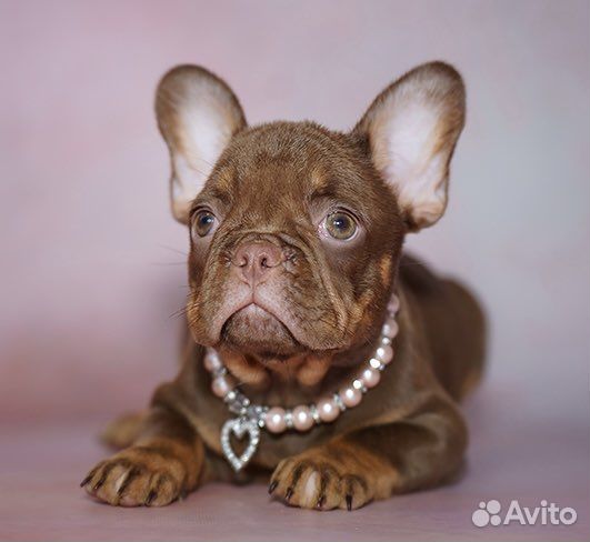 Французский бульдог, девочка