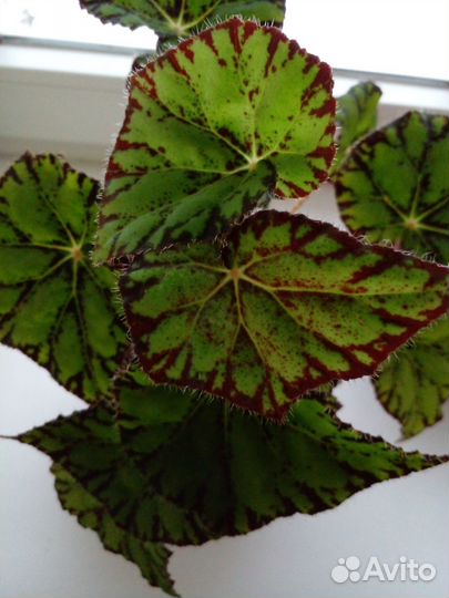 Бегония декоративно лиственная, толстянка