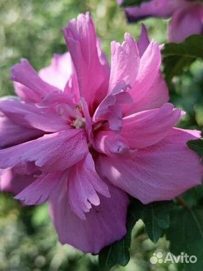 Гибискус сирийский черенки