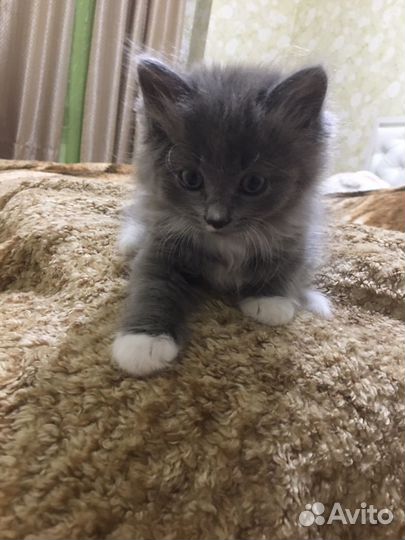 Отдам котят в добрые руки