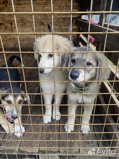 Отдам в добрые руки