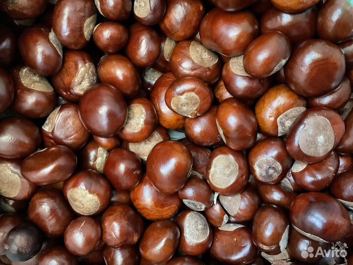 Свежие каштаны