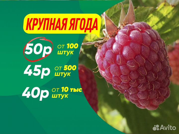 Саженцы малины. Мелкий опт от 100 шт