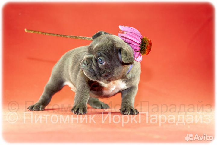 Голубые бульдоги девочки