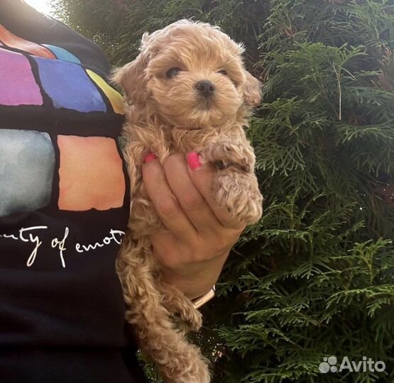 Мальтипу микро f1 micro шикарный baby faceee