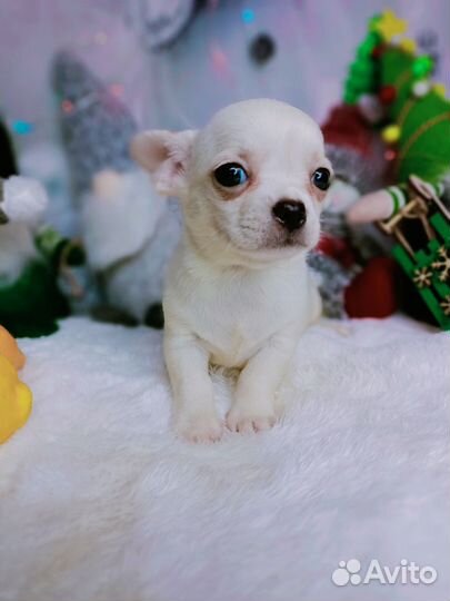 Шикарный белый парень чихуахуа