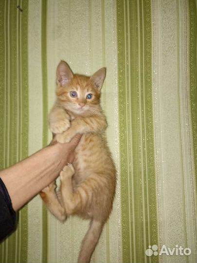 Котëнок на счастье