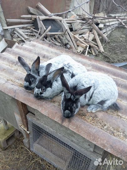 Полтавское серебро