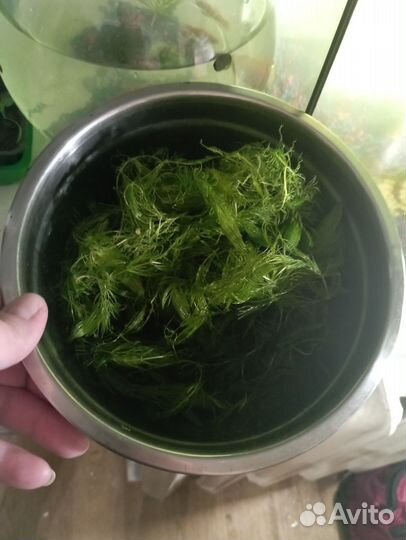 Водоросли для аквариума