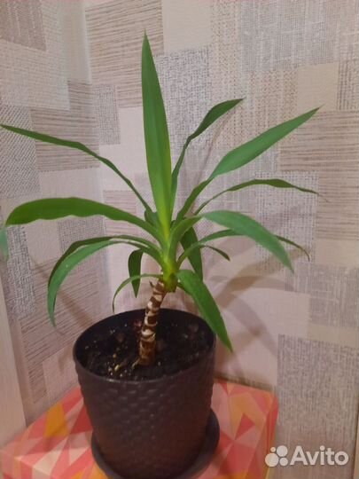 Юкка
