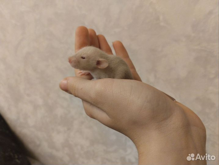 Крысы Дамбо