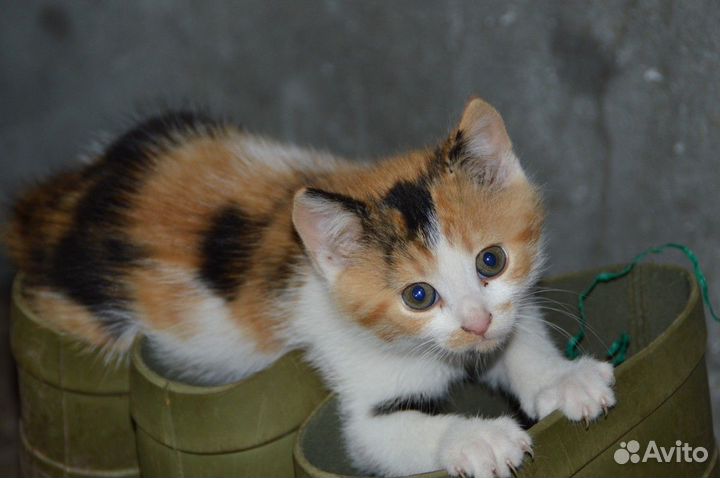 Котятки на счастье