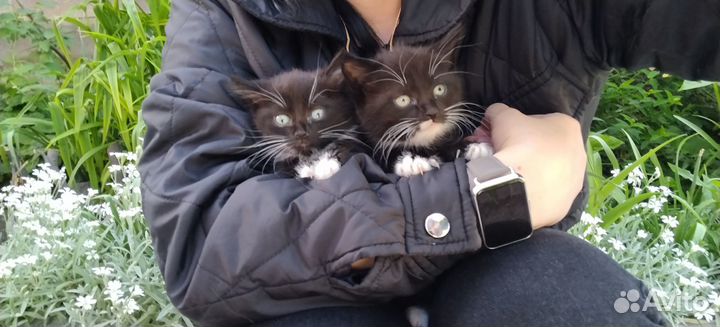 Отдаю даром котодетей