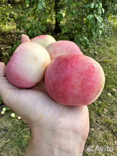 Яблоки 50 р кг